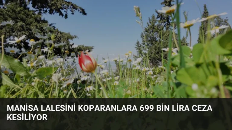 Manisa Lalesini Koparanlara 699 Bin Lira Ceza Kesiliyor