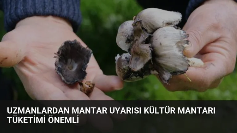 Uzmanlardan Mantar Uyarısı Kültür Mantarı Tüketimi Önemli