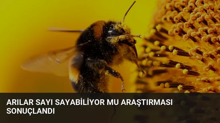 Arılar Sayı Sayabiliyor Mu Araştırması Sonuçlandı