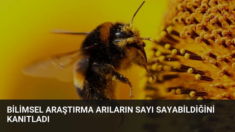 Bilimsel Araştırma Arıların Sayı Sayabildiğini Kanıtladı