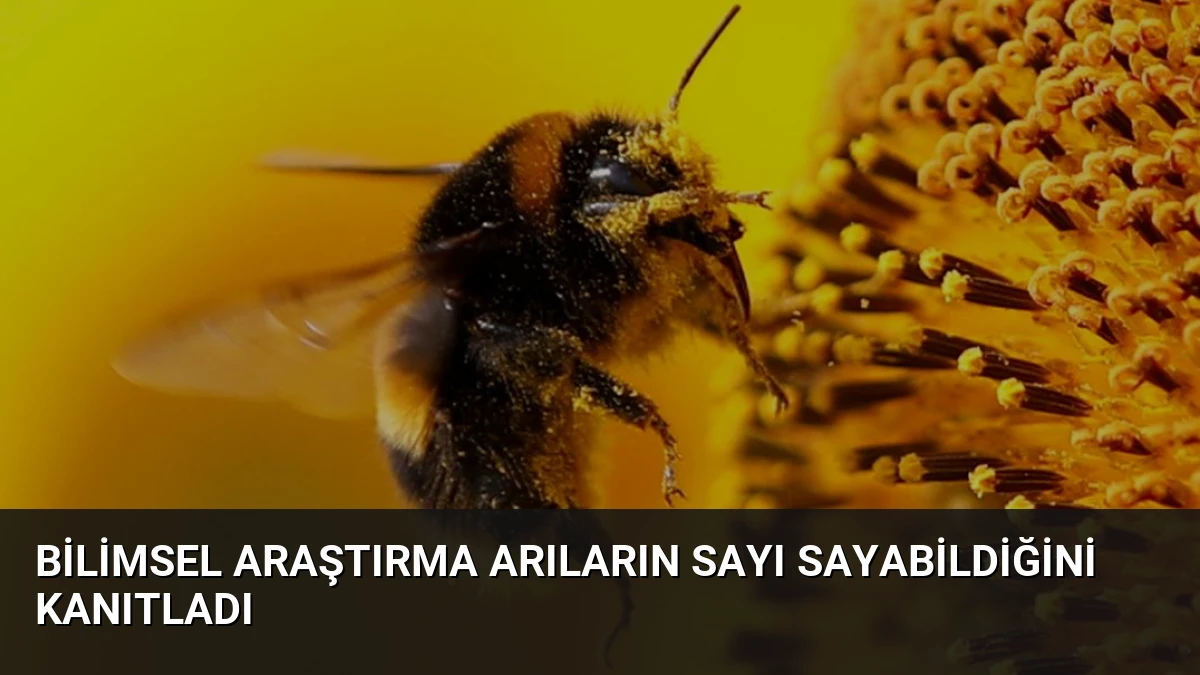Bilimsel Araştırma Arıların Sayı Sayabildiğini Kanıtladı
