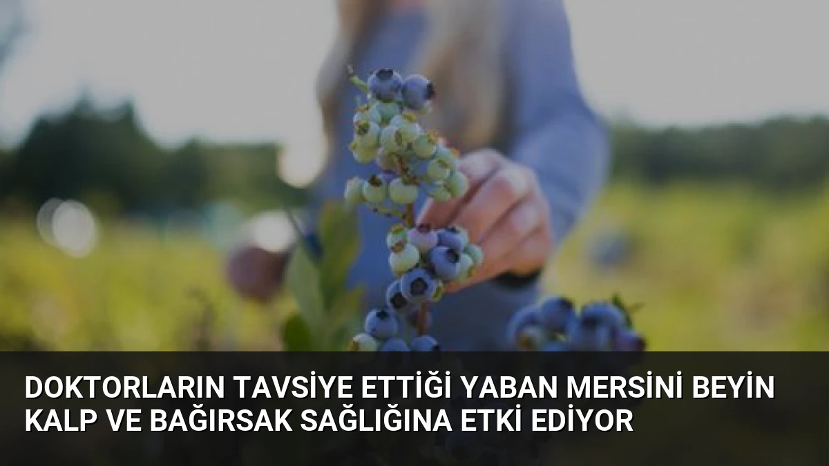 Doktorların Tavsiye Ettiği Yaban Mersini Beyin Kalp ve Bağırsak Sağlığına Etki Ediyor