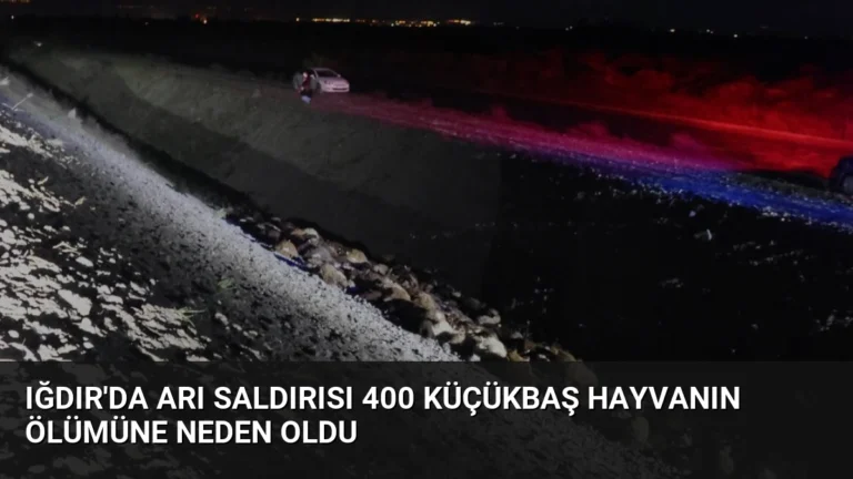 Iğdır’da Arı Saldırısı 400 Küçükbaş Hayvanın Ölümüne Neden Oldu