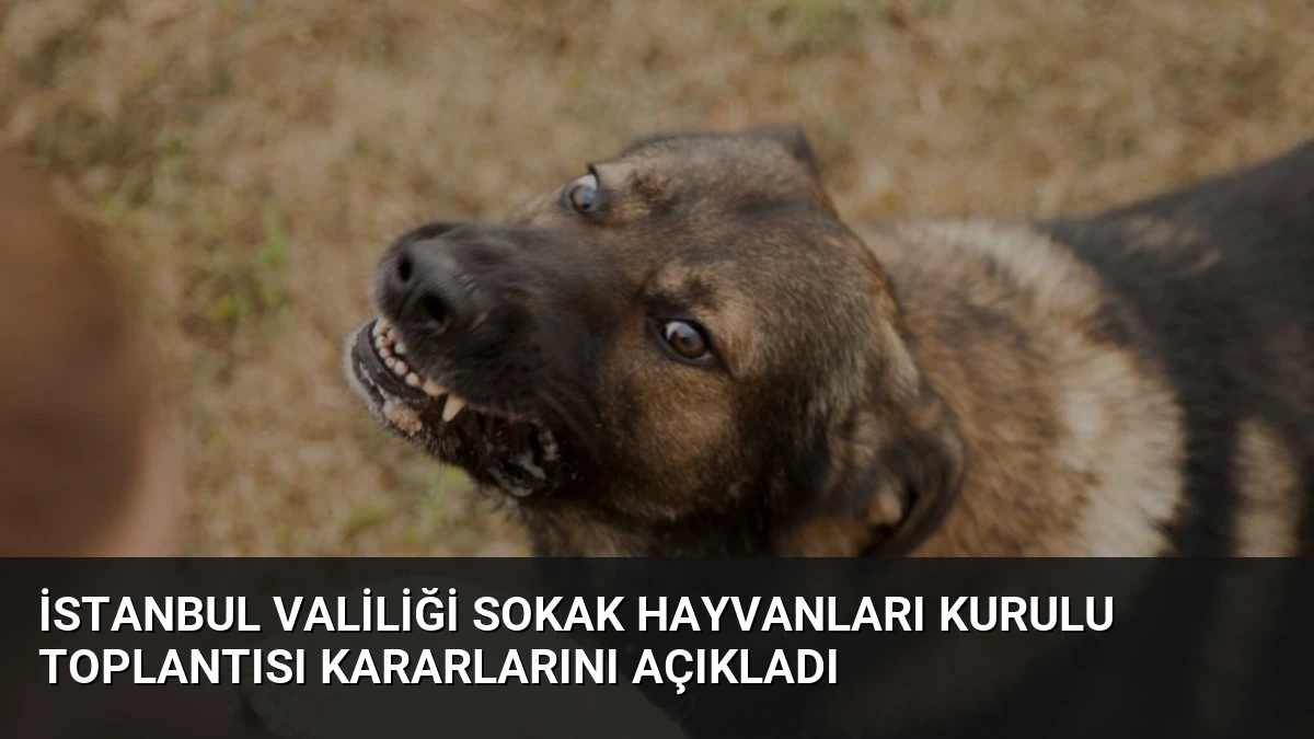 İstanbul Valiliği Sokak Hayvanları Kurulu Toplantısı Kararlarını Açıkladı