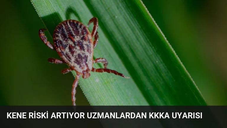 Kene Riski Artıyor Uzmanlardan KKKA Uyarısı