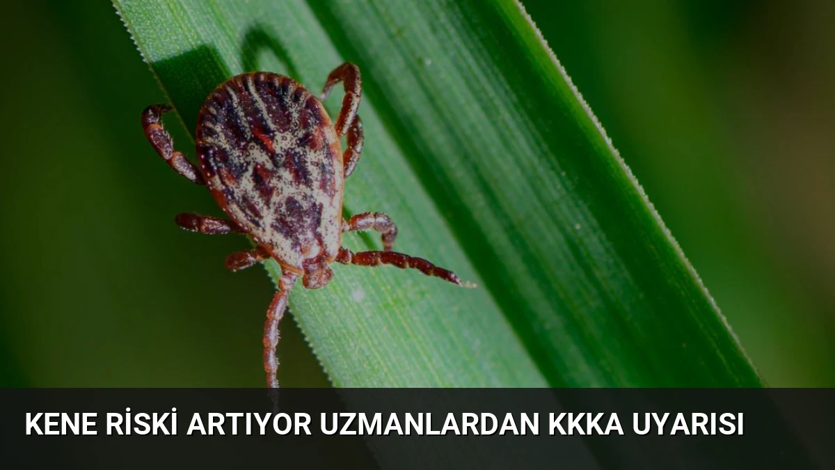 Kene Riski Artıyor Uzmanlardan KKKA Uyarısı