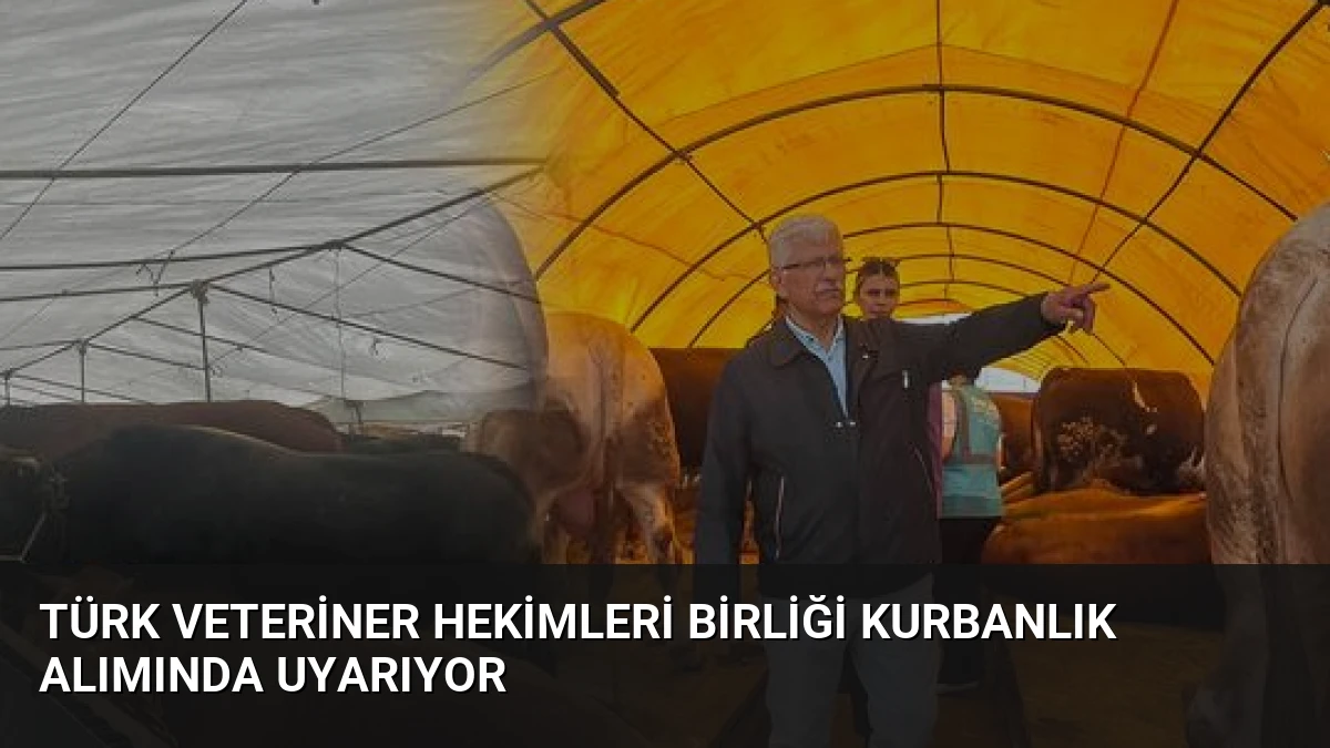 Türk Veteriner Hekimleri Birliği Kurbanlık Alımında Uyarıyor