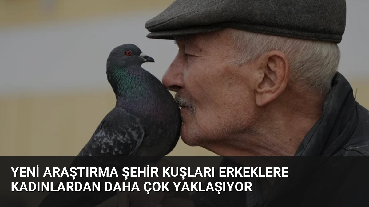 Yeni Araştırma Şehir Kuşları Erkeklere Kadınlardan Daha Çok Yaklaşıyor