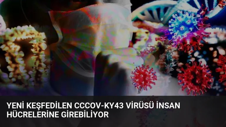 Yeni Keşfedilen CcCoV-KY43 Virüsü İnsan Hücrelerine Girebiliyor