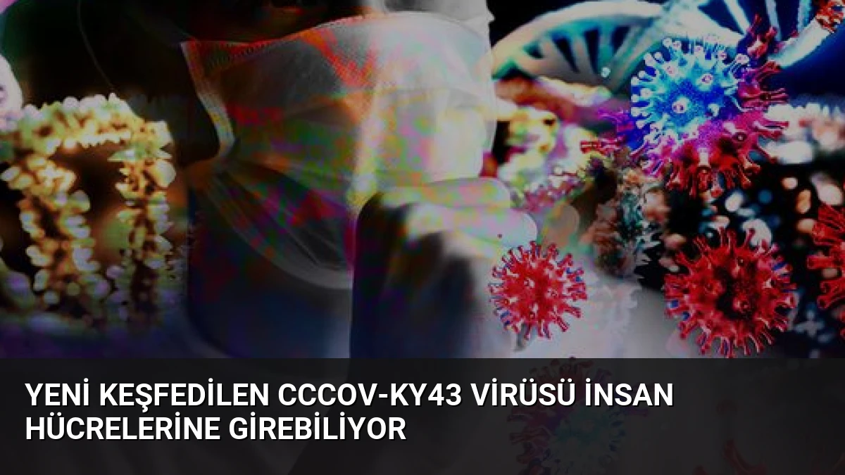 Yeni Keşfedilen CcCoV-KY43 Virüsü İnsan Hücrelerine Girebiliyor