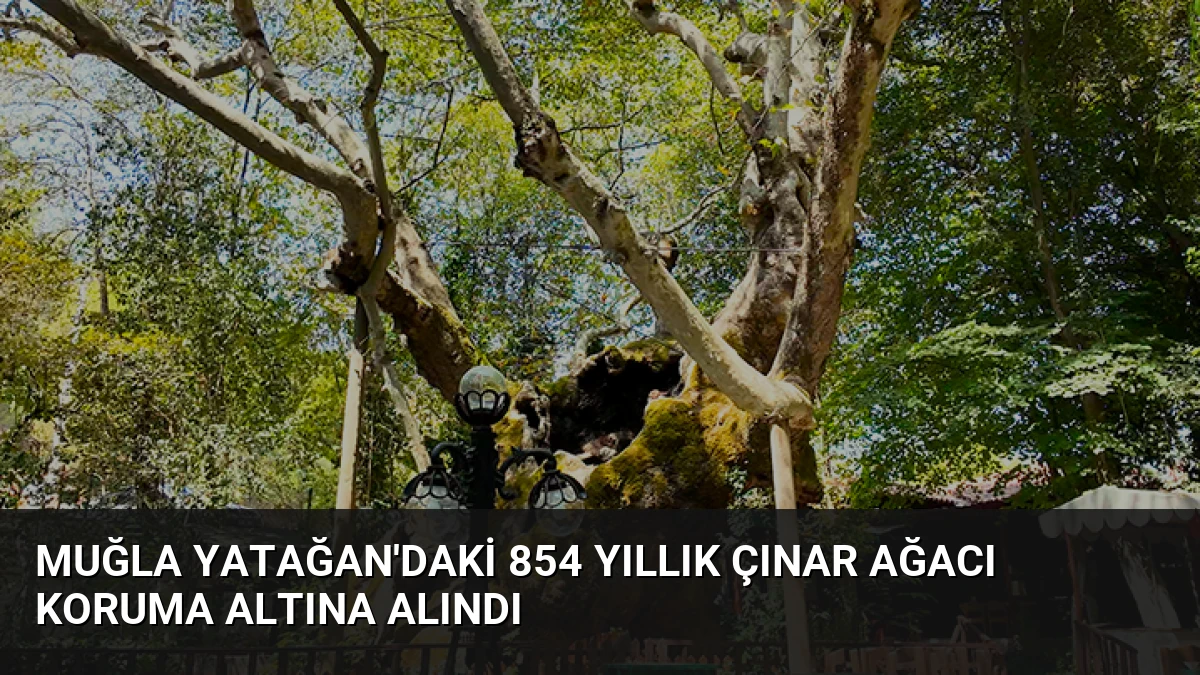 Muğla Yatağan’daki 854 Yıllık Çınar Ağacı Koruma Altına Alındı