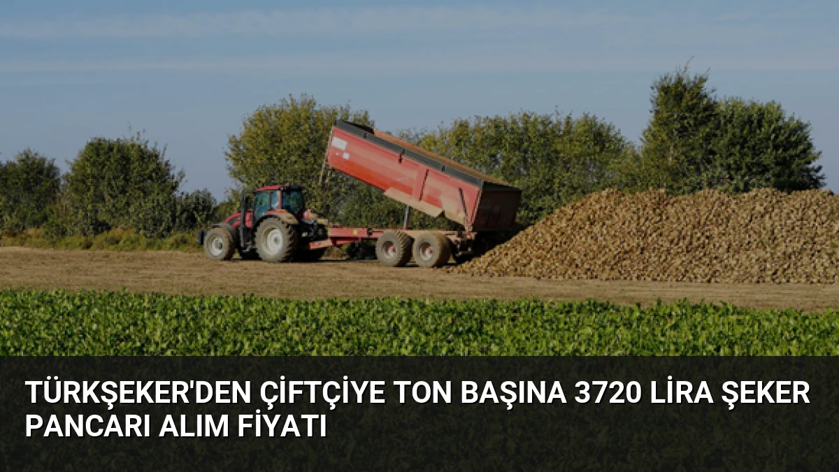 Türkşeker’den Çiftçiye Ton Başına 3720 Lira Şeker Pancarı Alım Fiyatı